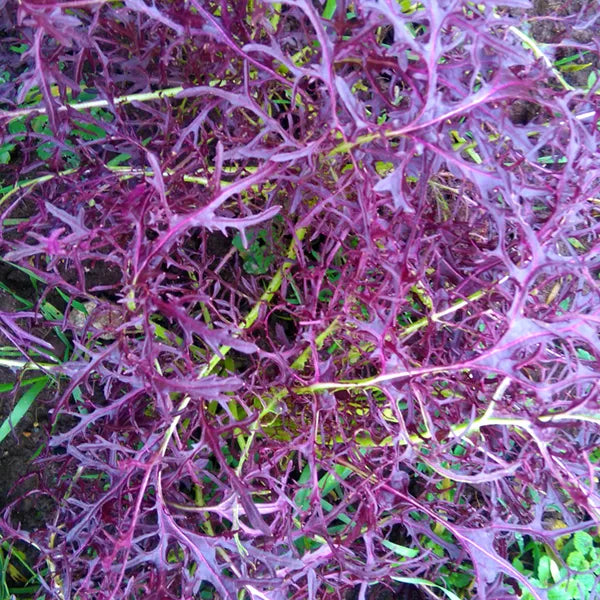 Ruby Streaks Mustard Greens