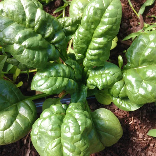 Abundant Bloomsdale Spinach