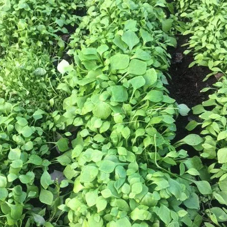 Miner’s Lettuce (Claytonia)