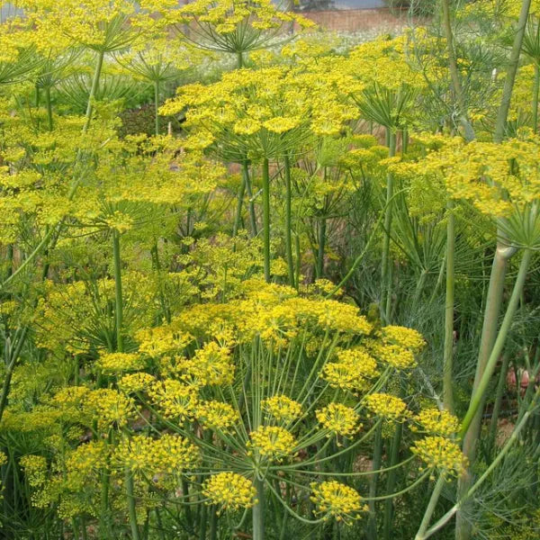 Bouquet Dill