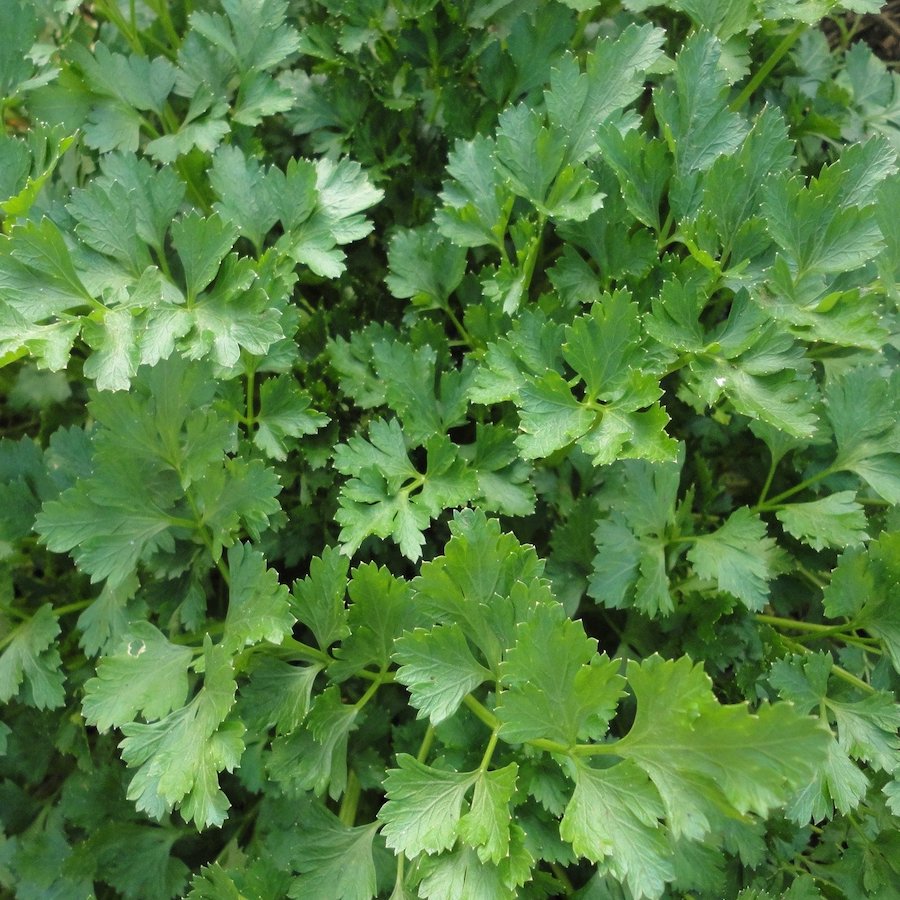 Italian Dark Green Parsley