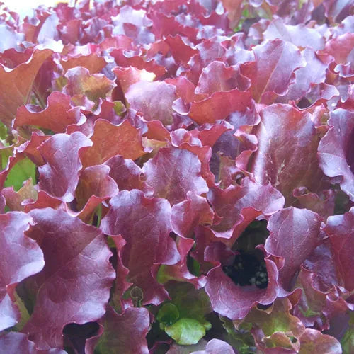 Galactic Red Leaf Lettuce