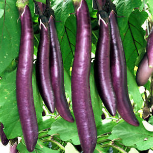 Long Purple Eggplant