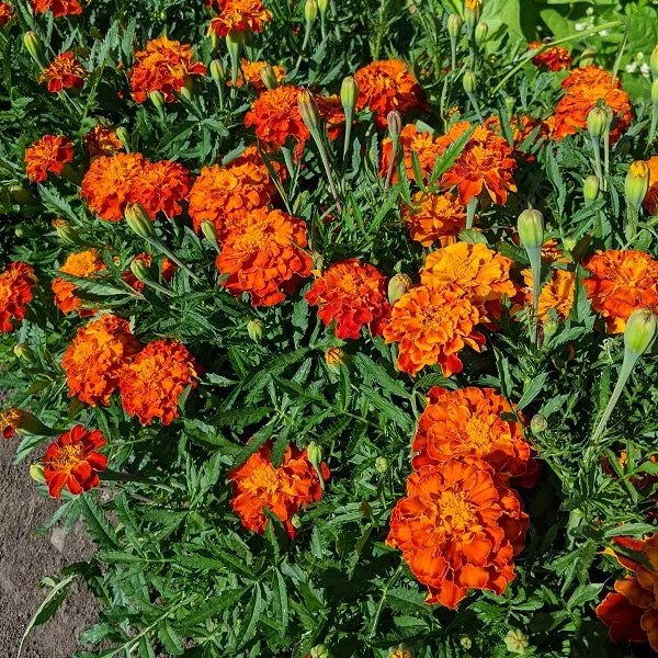 Orange Marigold Tagetes