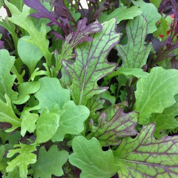 Mustard Greens Mix