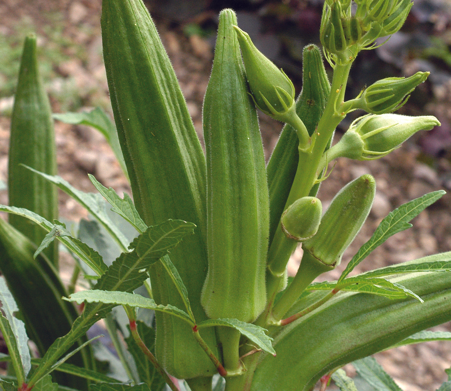 Okra, Clemson Spineless