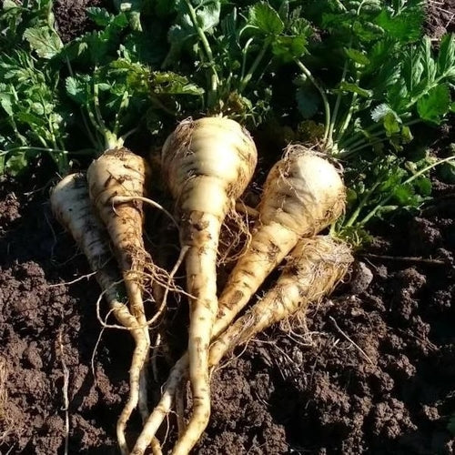 Parsnip, Harris Model