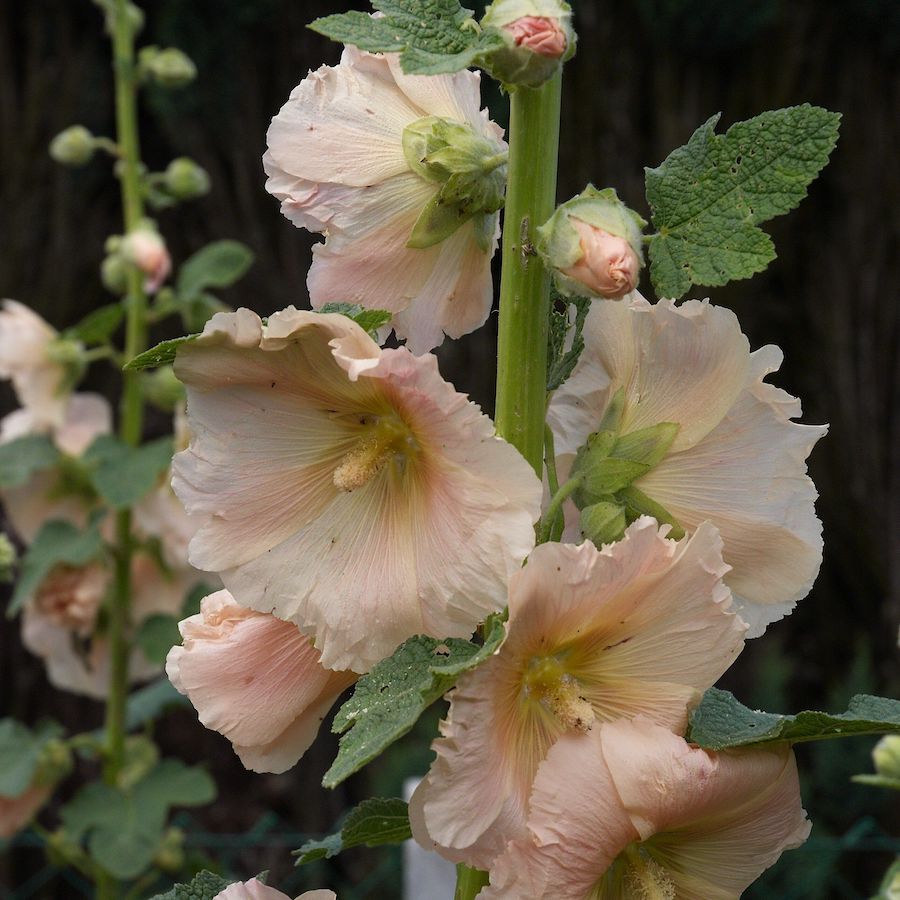 Peach Hollyhock