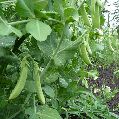 Cascadia Sugar Snap Pea