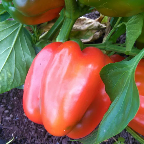 King of the North Red Bell Pepper