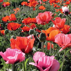 Mixed Poppy