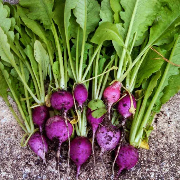 Purple Plum Radish