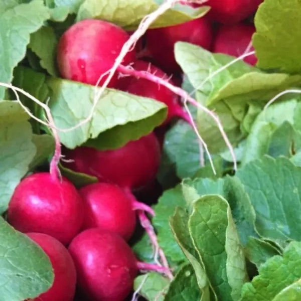 Cherry Belle Radish