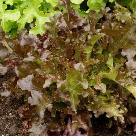 Red Salad Bowl Lettuce