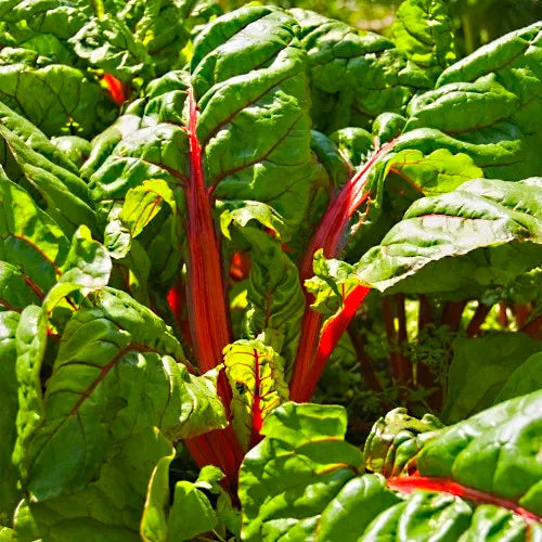 Rhubarb Chard