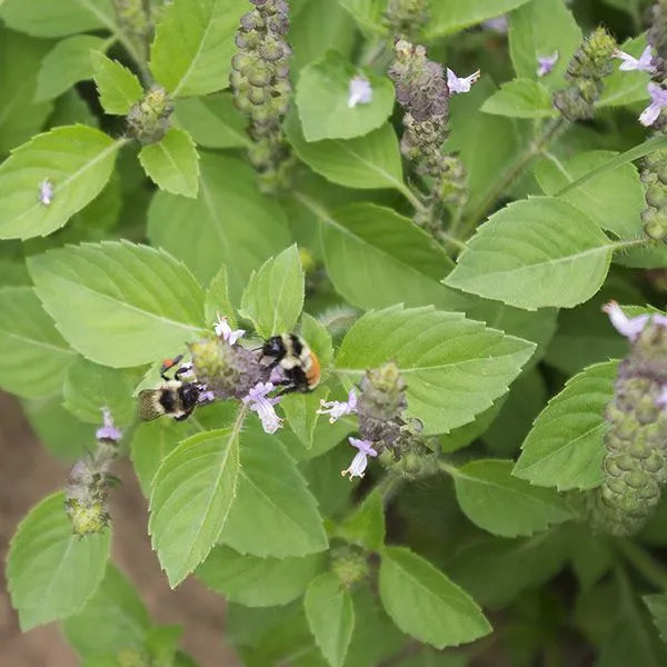 Sacred Holy Basil