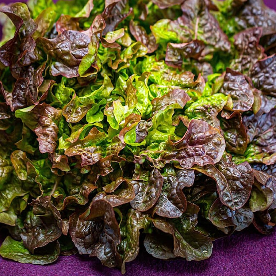 Tamarindo Red Leaf Lettuce