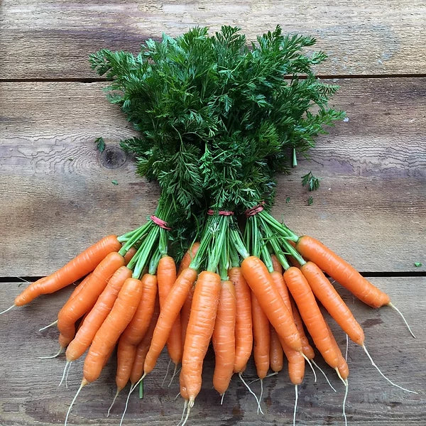 Scarlet Nantes Carrot (AVAILABLE AT SEEDY SATURDAYS)
