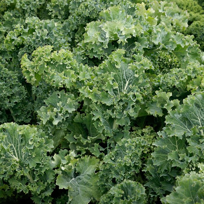 Kale, Siberian (Nash's Green, a similar curly kale, is available at Seedy Saturdays)