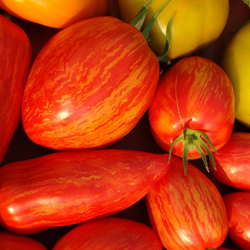 Speckled Roman Tomato