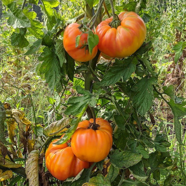 Striped German Tomato