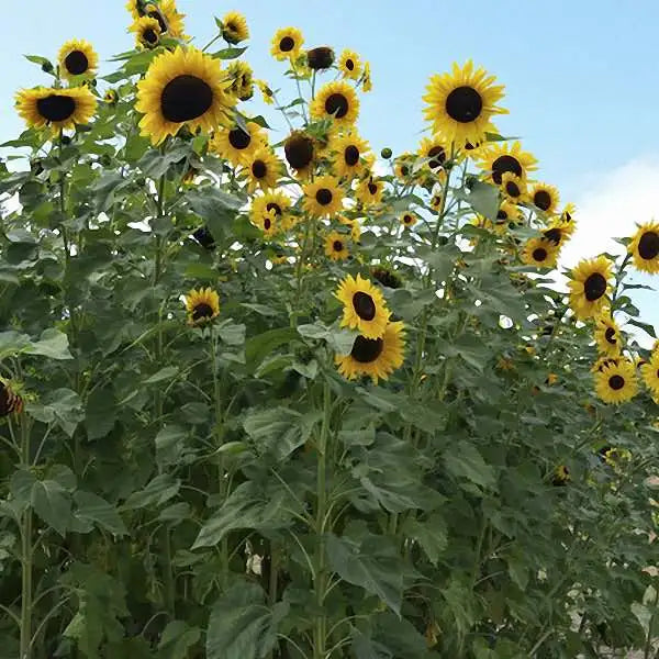 Hopi Black Dye Sunflower