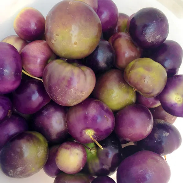 Purple de Milpa Tomatillo