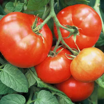 Siletz Tomato