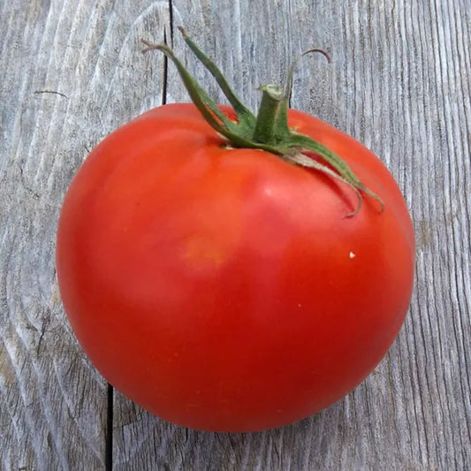 Nepal Tomato