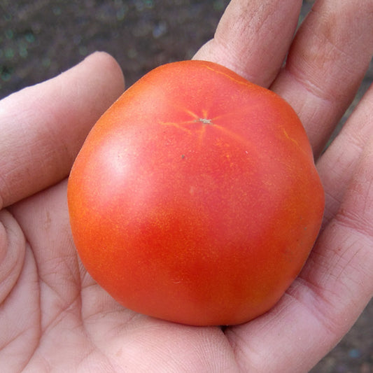 Stupice Tomato