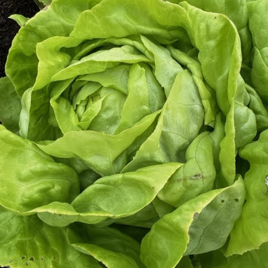 Tom Thumb Butter Lettuce