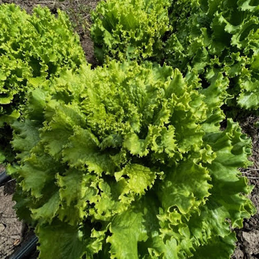 Tropicana Green Leaf Lettuce