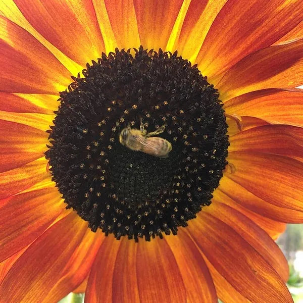 Velvet Queen Sunflower