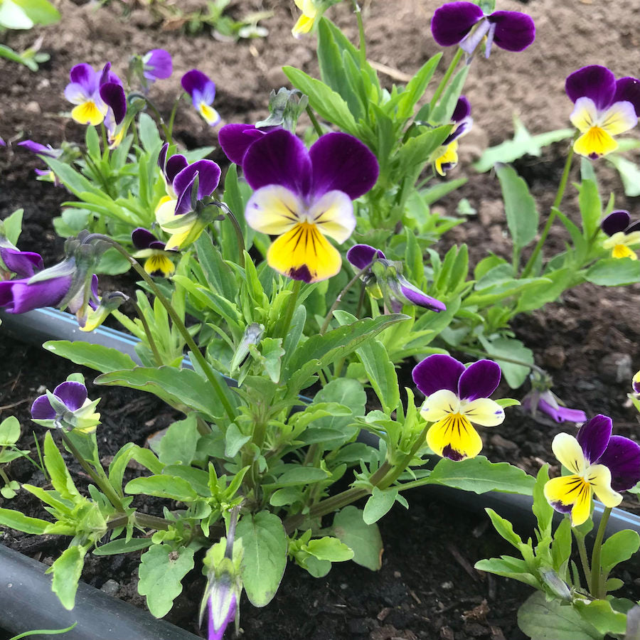 Johnny Jump Up Heirloom Edible Viola