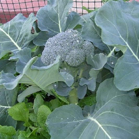 Waltham Sprouting Broccoli
