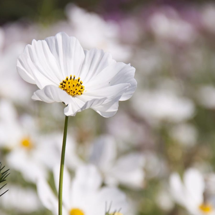 White Cosmos