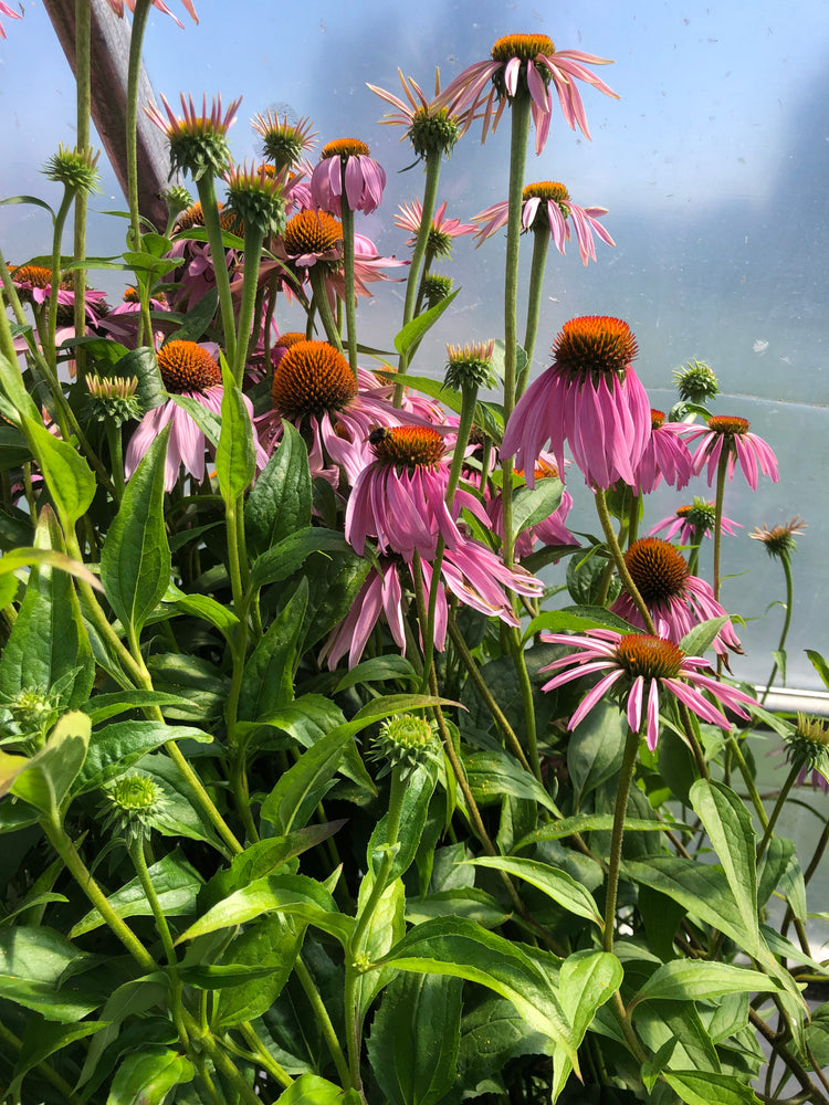 Planting a PollinatorFriendly Garden Saanich Organics