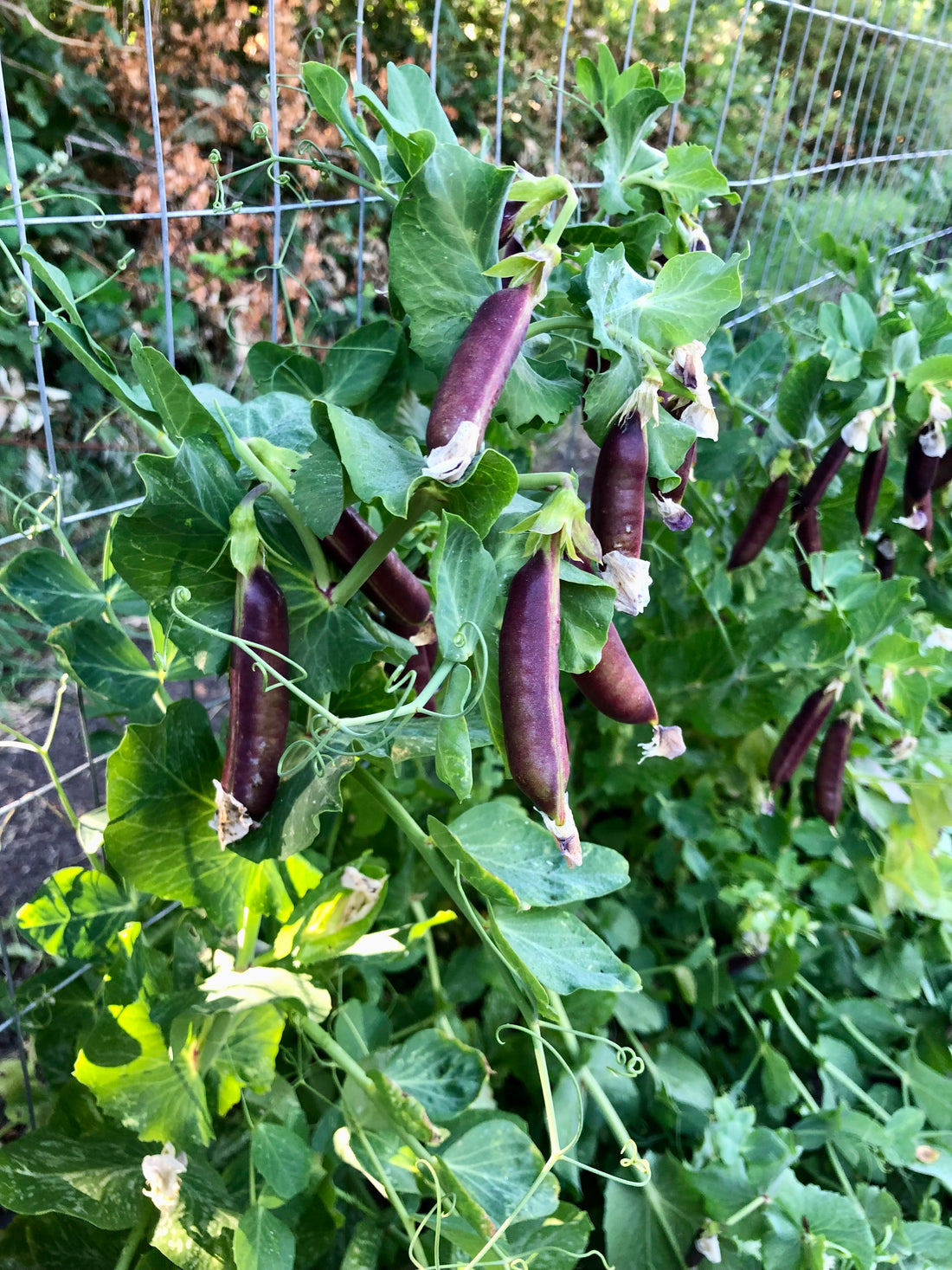 Seed Saving 101: Isolation Distance & Population Size *PLUS* Bean & Pea Seed Saving