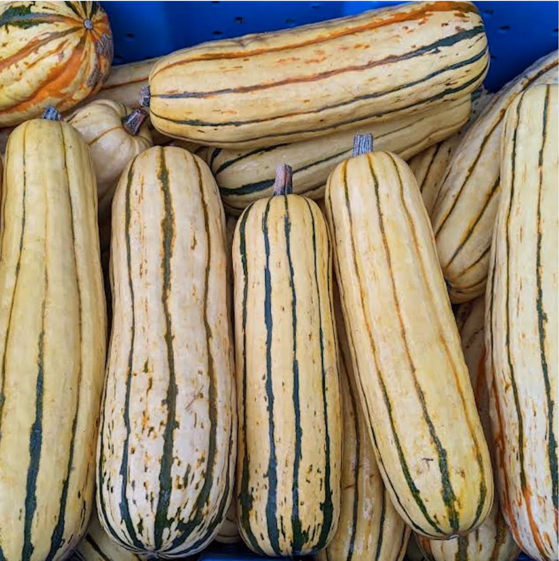 Seed Feature - Delicata Squash