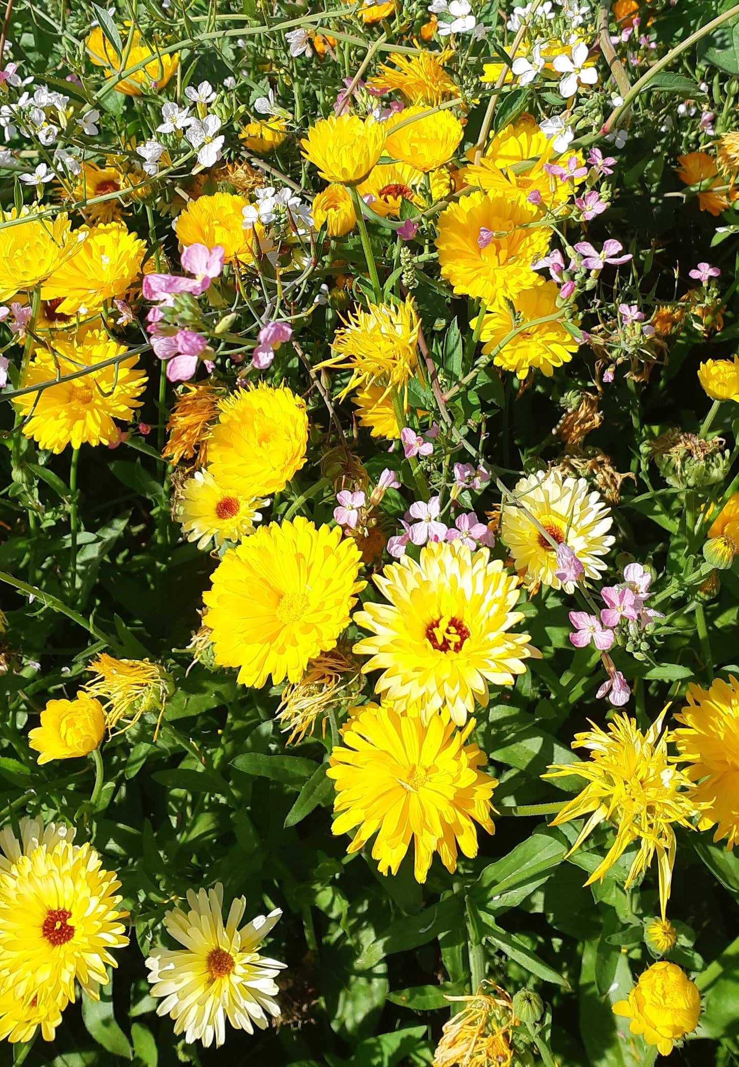 Calendula Sweet Sunrise Mix