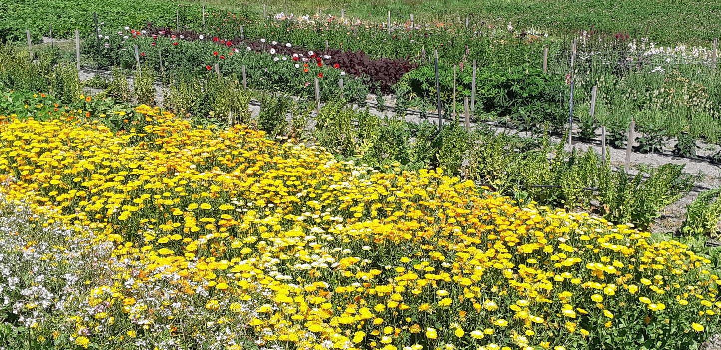 Calendula Sweet Sunrise Mix