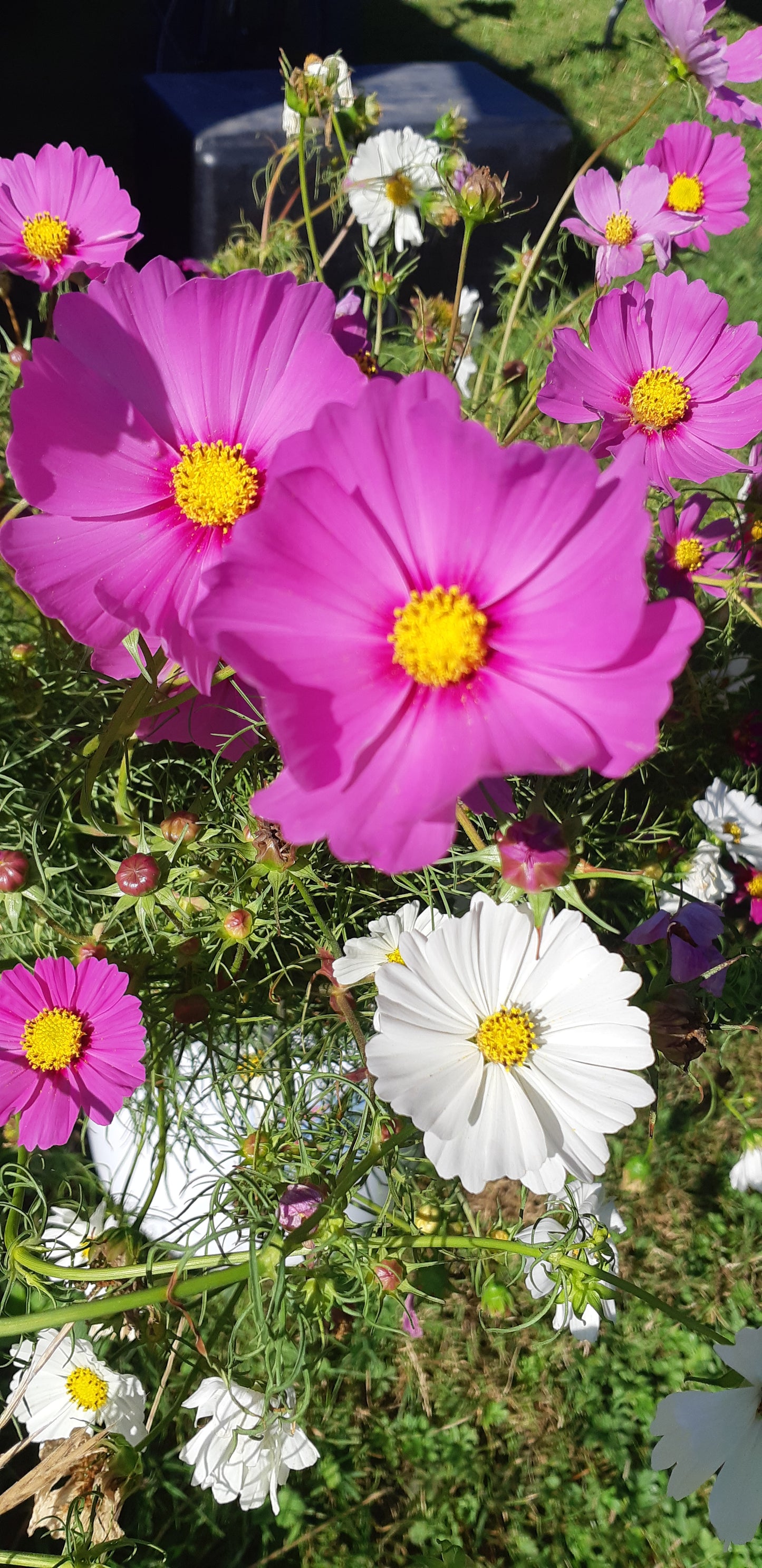 Cosmos Sensation Flower Mix