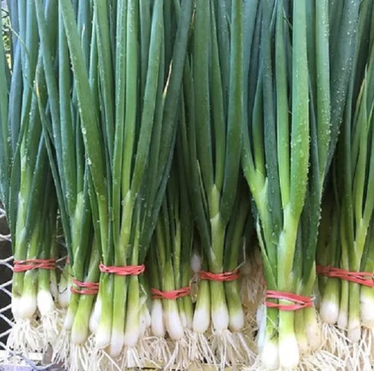 Green Onion, Evergreen White