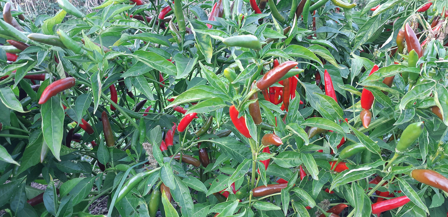 Adaptive Early Thai Pepper