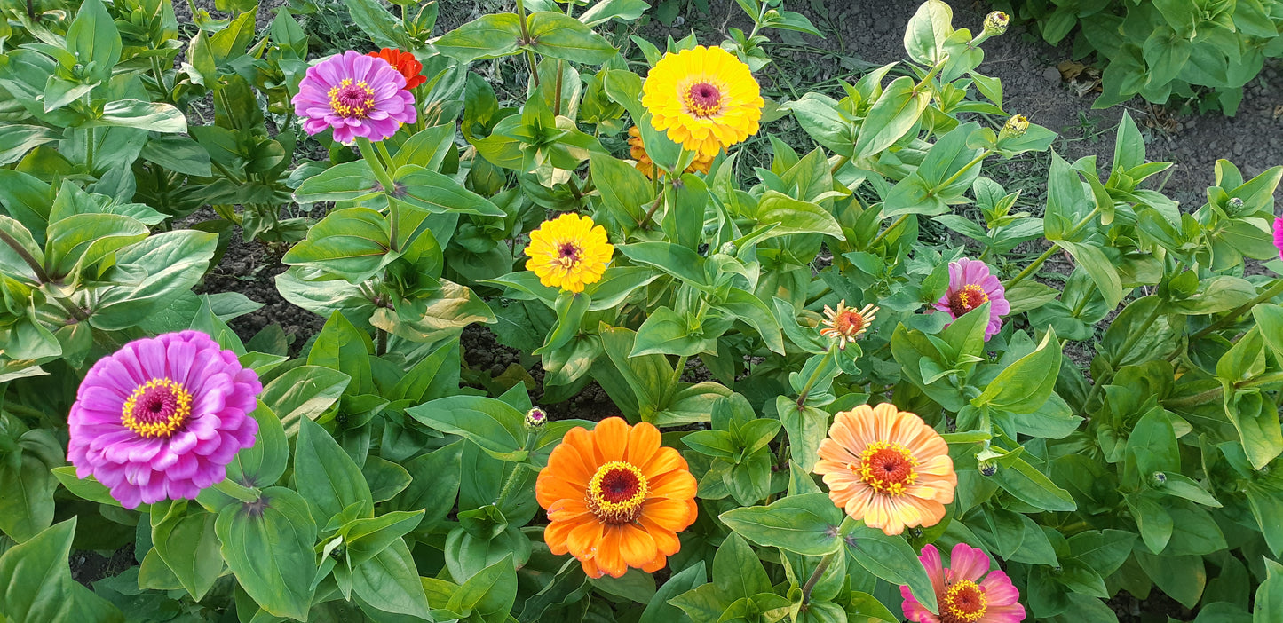 Zinnia Bright Bouquet Mix