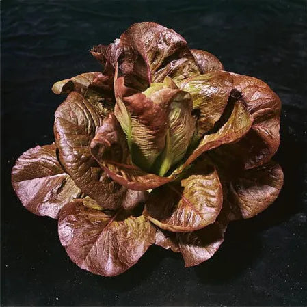 Rouge D’Hiver Romaine Lettuce